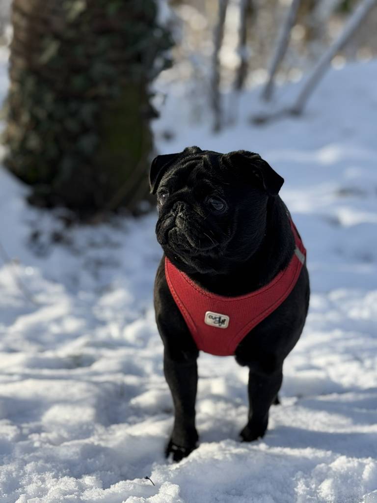 Official morale officer